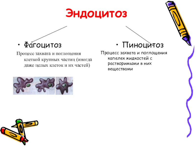 Процесс захвата. Фагоцитоз и пиноцитоз.