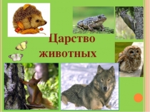 Презентация по биологии на тему Царство Животные