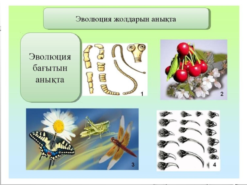 Түр түзілу презентация