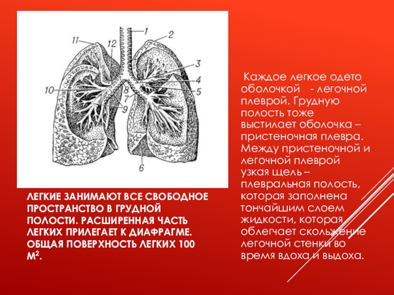 100 легких. Дыхательная поверхность легких человека. Пристеночная плевра и легочная плевра. Расширенная часть легких.