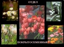 Урок,игра покрытосеменные растения 7 класс