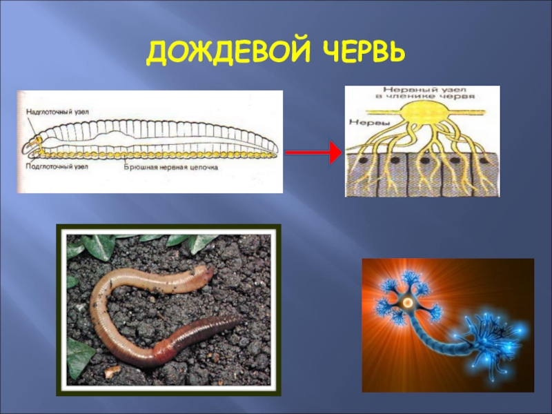 Лучевая симметрия червя. Координация и регуляция у животных. Координация и регуляция 6 класс. Координация и регуляция 6 класс биология.