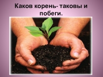Презентация к уроку по биологии  Корневая система.Виды корней.