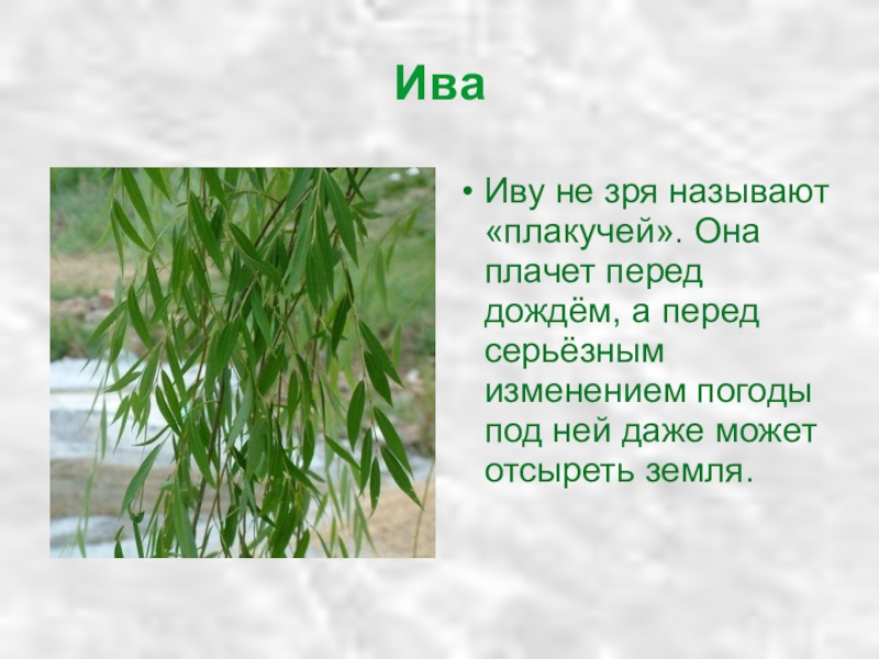 Ива описание. Ива дерево описание. Ива презентация. Ива описание для детей. Стихотворение про иву.