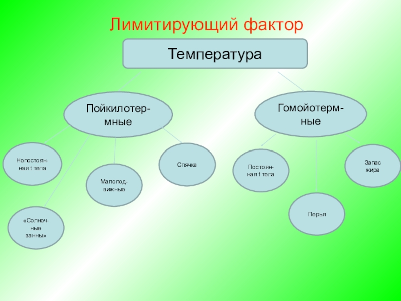 Лимитирующие факторы лесов