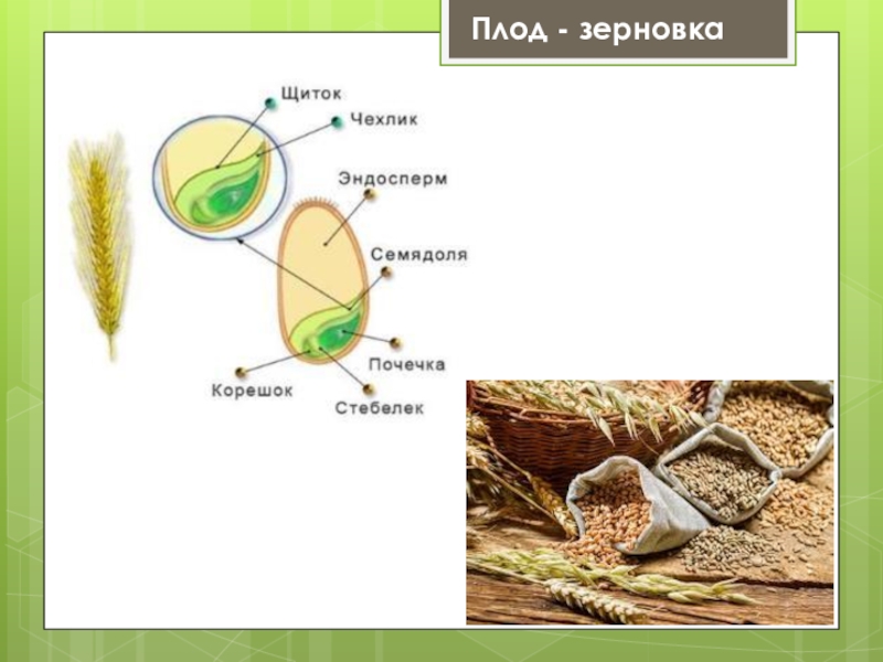 Плод зерновка. Плод Зерновка примеры. Зерновка примеры плодов. Плод Зерновка примеры растений. Описание плода Зерновка.