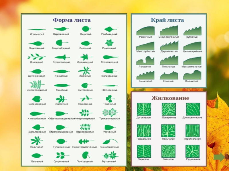 Таблица листьев. Край листовой пластинки примеры. Формы краев листовых пластинок. Виды листьев по форме листовой пластинки. Форма края листовой пластинки.