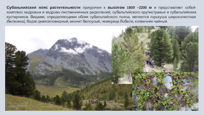 На какой высоте расположен субальпийский пояс кавказ. Высотная поясность Алта. Субальпийский пояс гор Кавказа. Субальпийские Луга высота. Субальпийский пояс высота.