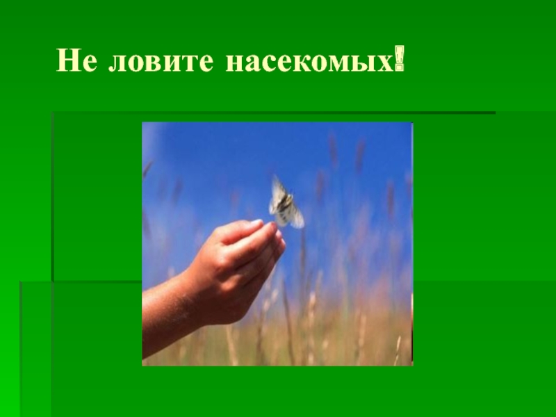 Не ловите насекомых. Ловля насекомых. Не лови красивых насекомых. Знак не ловить насекомых.