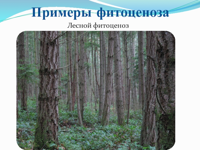 Фитоценоз. Лесной фитоценоз. Фитоценоз примеры. Геоботаника (фитоценология). Фитоценоз растений.