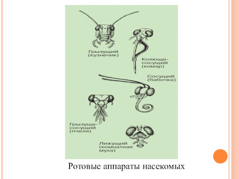 Рассмотрите рисунки подпишите как называется каждый ротовой аппарат подберите примеры насекомых