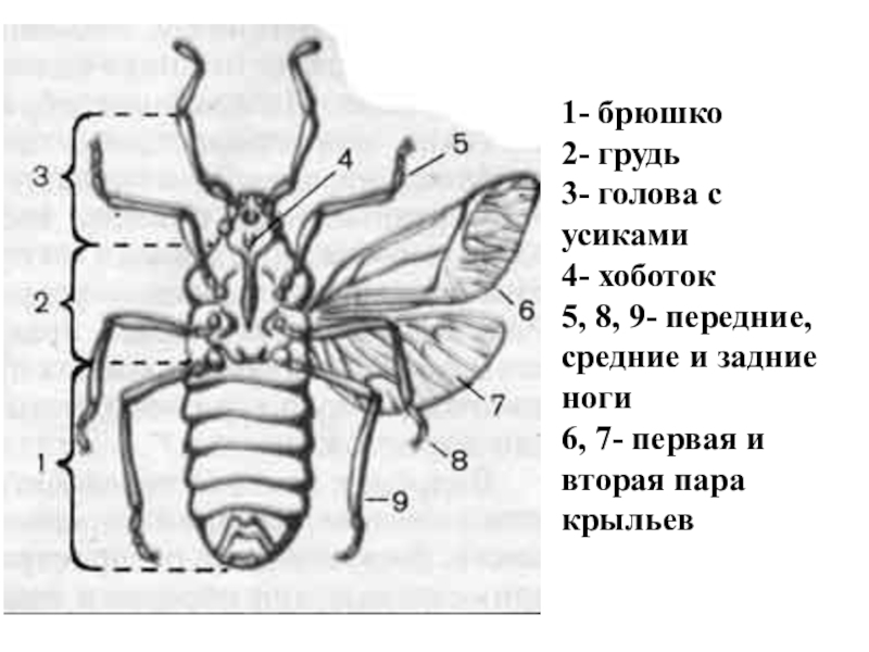 Брюшко бабочки рисунок