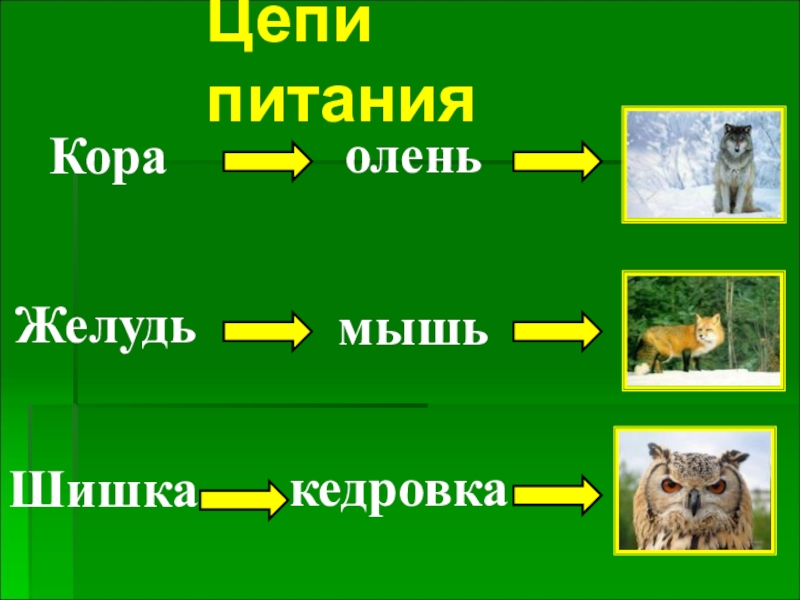 Составь схему цепи питания характерной для тайги