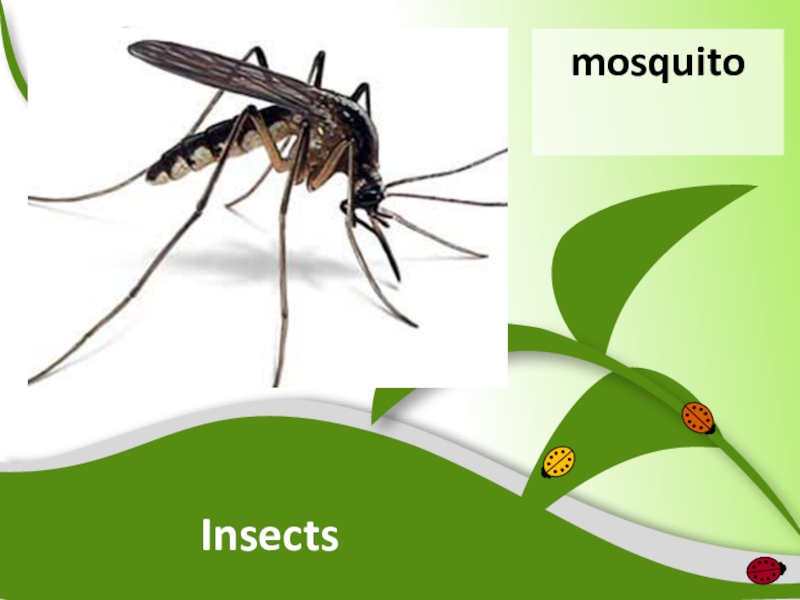 Насекомые презентация пименов