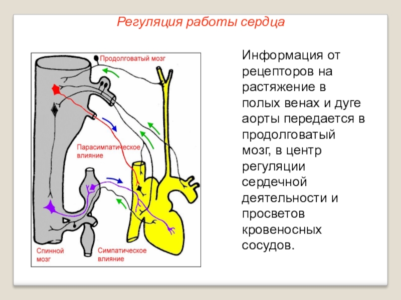 Работу сердца усиливают. Регуляция работы кровеносной системы. Гуморальная регуляция сердца схема. Симпатическая регуляция деятельности сердца. Регуляция деятельности сердца анатомия.