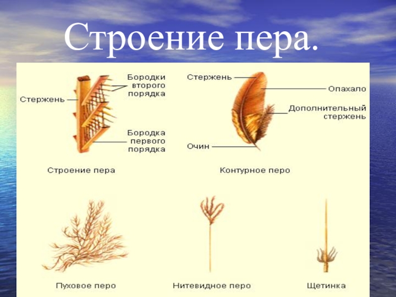 Строение пера. Перо строение. Внешнее строение пера. Нитевидное перо строение.