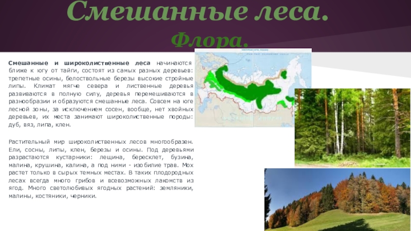 Какие народы проживают в зоне широколиственных лесов. Смешанные леса России климат.