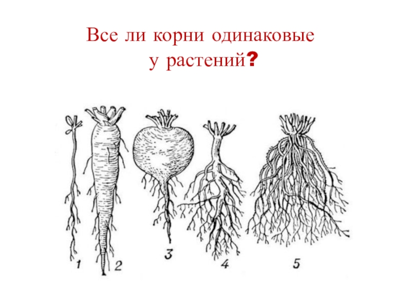 Отличить корень. Типы корневых систем рисунок. Типы корневых систем у растений.