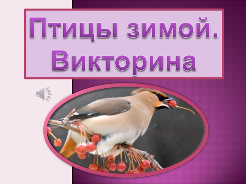 Презентация Викторина Птицы зимой (2 класс)