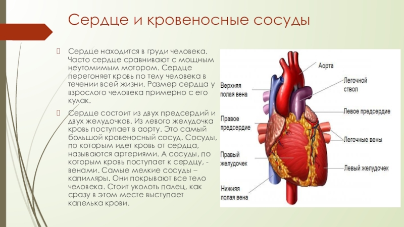 Проект сердце человека