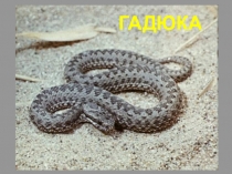 Презентация по окружающему миру Гадюки