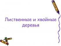 Презентация к уроку окружающий мир на тему Лиственные и хвойные деревья