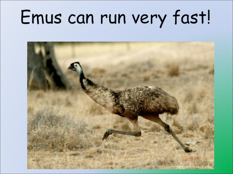 Very fast. Картинки эму бежит. Emu Runs. Run very fast. Эма бегай да.