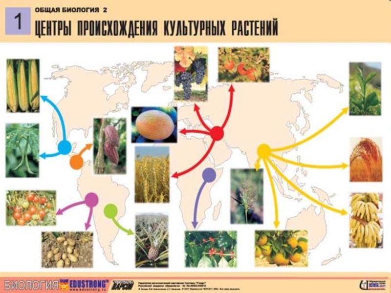 Карта центры происхождения растений