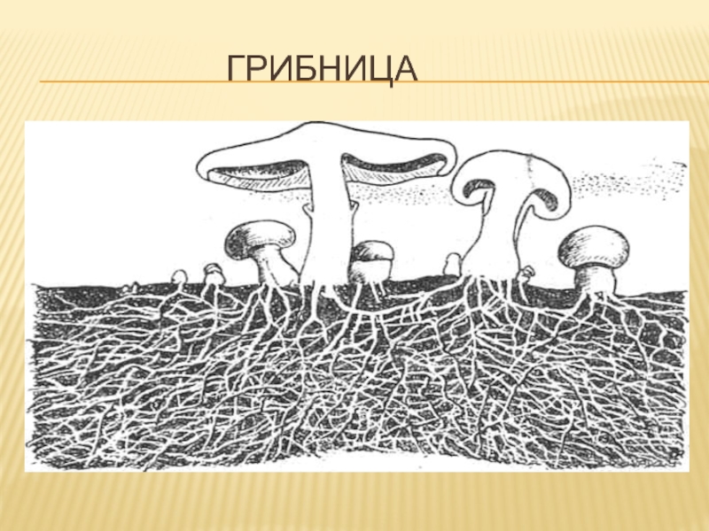 Способны образовывать мицелий. Грибница. Мицелий рисунок. Как выглядит грибница. Грибница гриба.