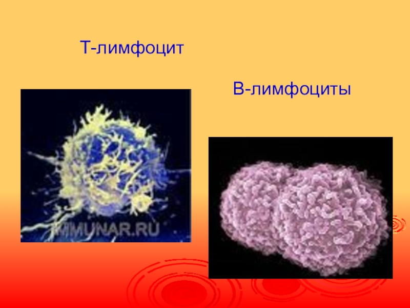 Б клетки. Б лимфоциты. Т-лимфоциты и в-лимфоциты. Б-лимфоциты иммунной системы. Т И Б лимфоциты строение.