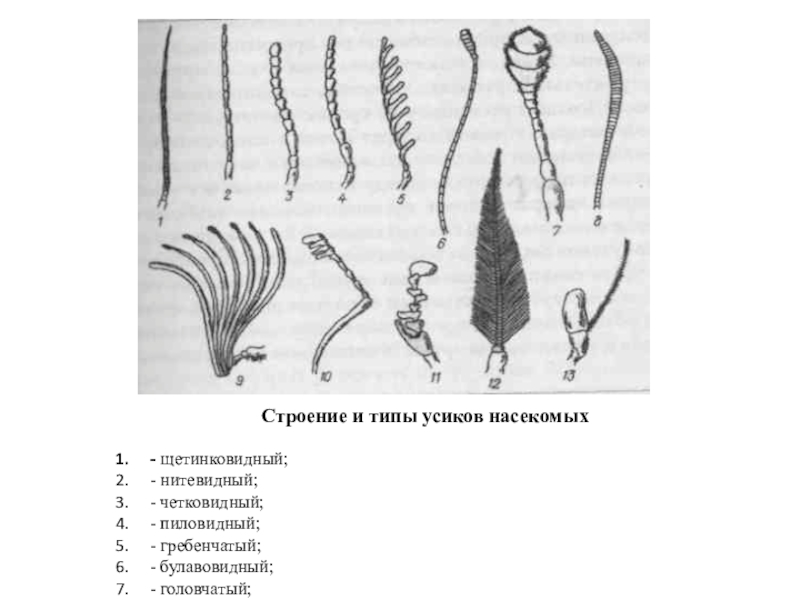 Усики у насекомых. Щетинковидный Тип усиков. Нитевидные усики насекомых. Строение Усика насекомого. Строение и типы усиков насекомых.