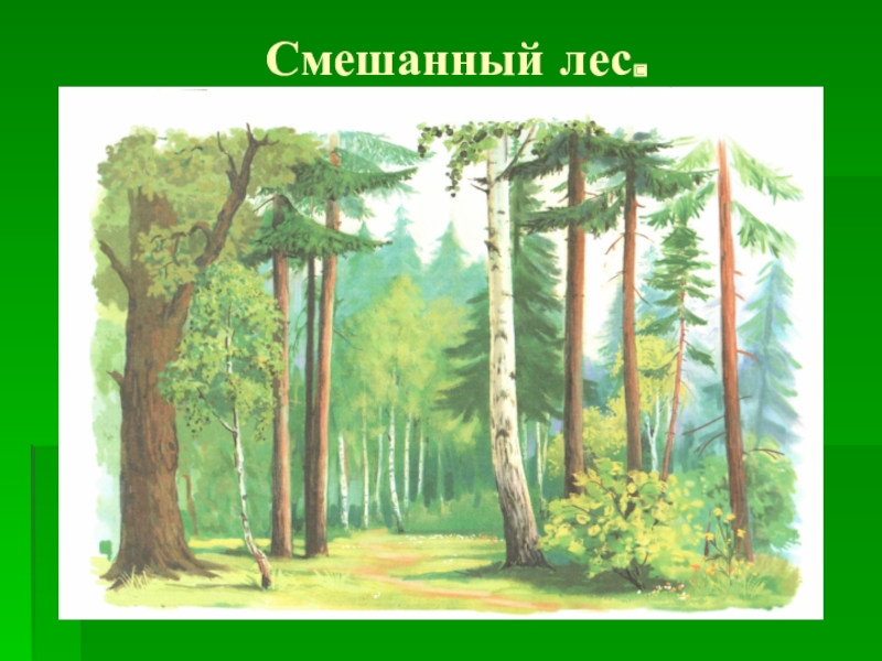 Рисунки лесов тайги. Лес для дошкольников. Лес рисунок. Иллюстрации с изображением леса. Лес для детей дошкольного возраста.