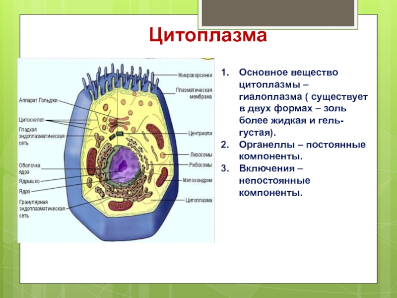 Цитоплазма рисунок строение