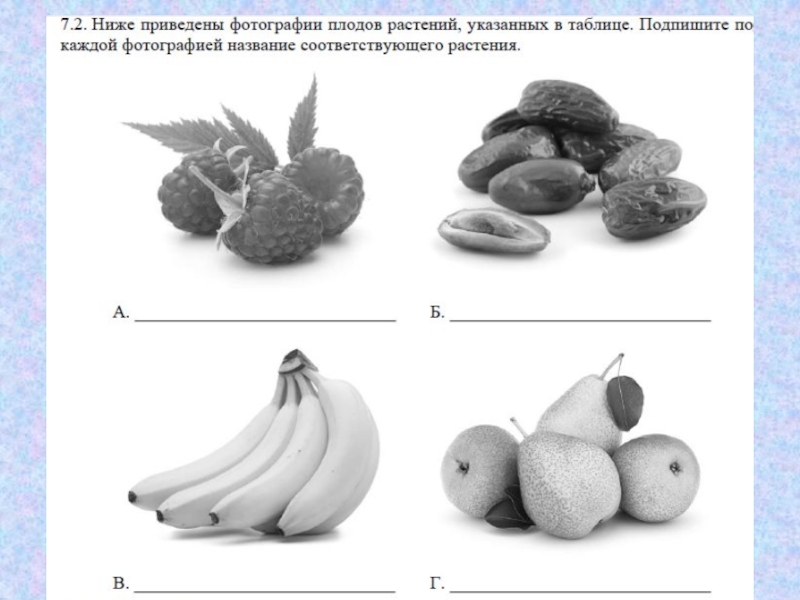 Подпишите под каждым. Ниже приведены. Фотографии плодов растений указанных в таблице. Плоды растений указанных в таблице. Ниже приведены изображения растений. Плод это в биологии 5 класс.