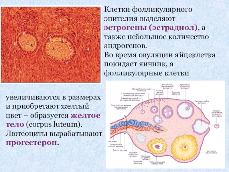 Находится в фолликуле. Эпителий фолликулов щитовидной железы. Фолликулярные клетки яичника секретируют. Коллоид фолликулярный эпителий. Фолликулярный эпителий фолликула.