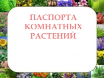 Презентация Паспорт комнатных растений