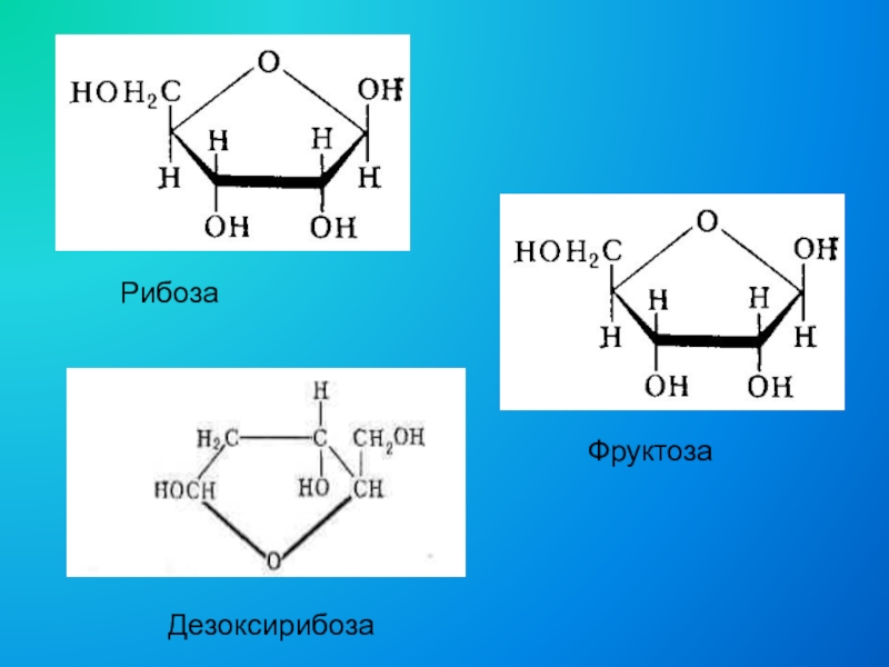 Рибоза и дезоксирибоза схема