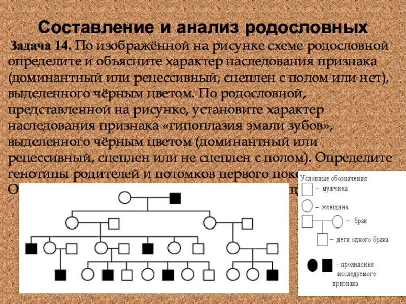 Родословная биология схема