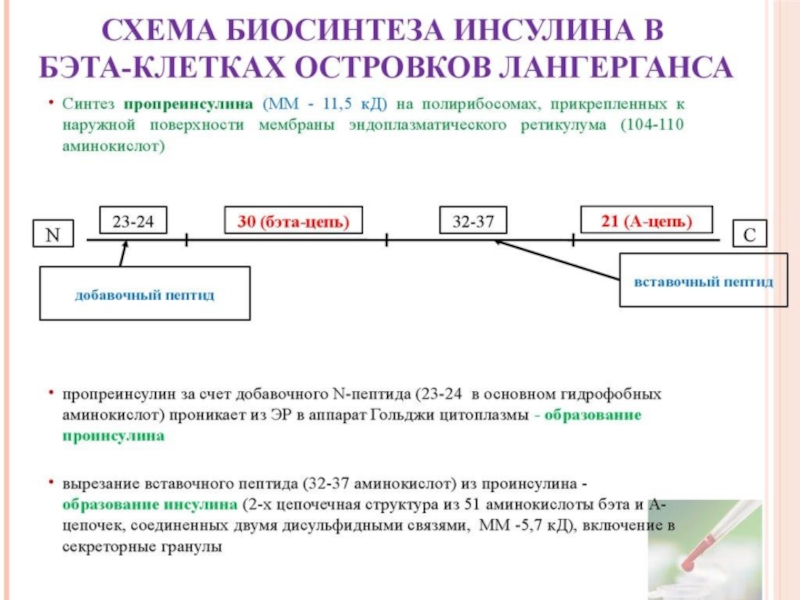 Синтез инсулина последовательность