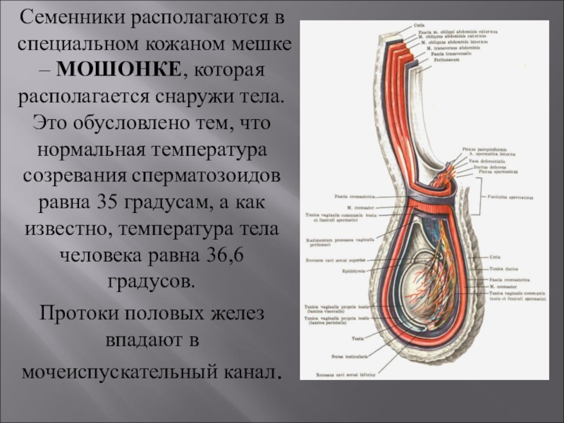 Находится снаружи. Оболочки яичка топографическая анатомия. Слои яичка анатомия. Строение мошонки. Семенники располагаются.