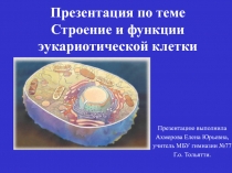 Урок, Презентация, Эукариотическая клетка