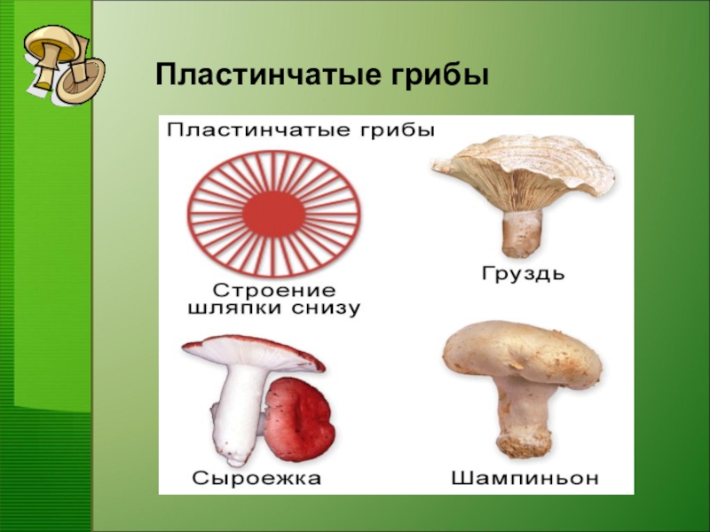 Грибы презентация 7 класс