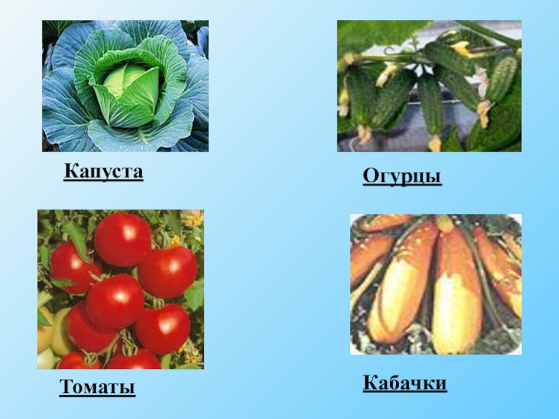 Растениеводство 4 класс окружающий. Растениеводство в нашем крае. Растениеводство презентация 4 класс. Овощеводство это 4 класс окружающий мир. Овощеводство нашего края 4 класс.