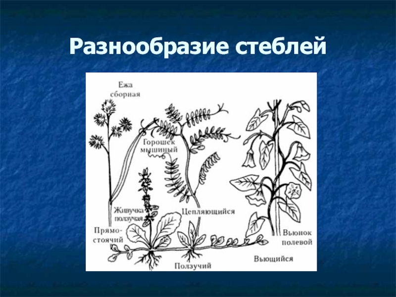 Разнообразие стеблей. Стебель разнообразие стеблей. Разнообразие стеблей биология 6 класс. Задание разнообразие стеблей.