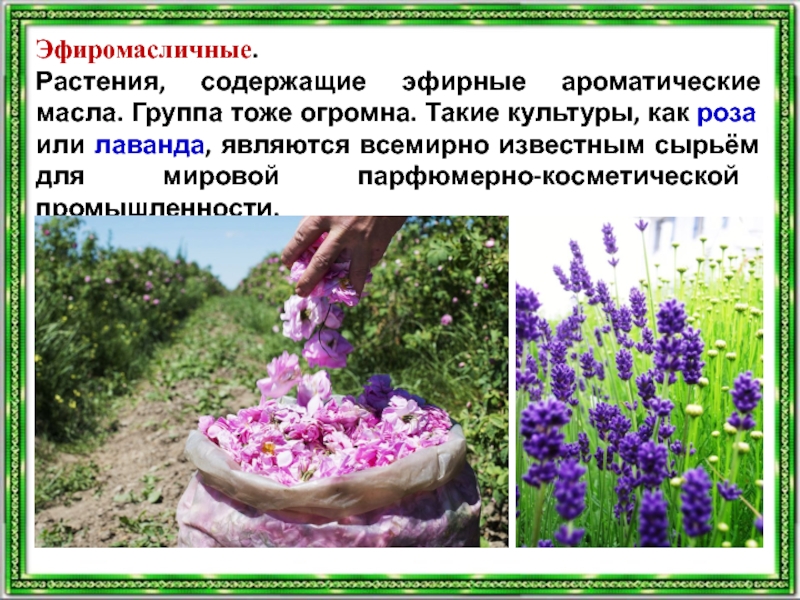Что такое технические культуры. Эфиромасличные растения Крыма. Эфиромасличные культуры. Эфиромасличные сорта растений. Эфиромасличные дикорастущие растения.