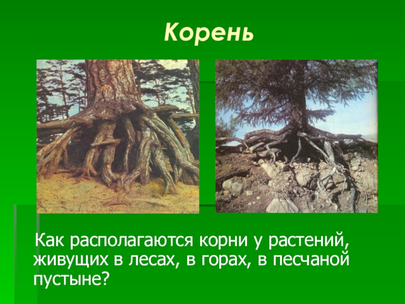 Какой корень лесов. Как располагаются корни. Располагаться корень. Какие корни у дуба. Корень 55.