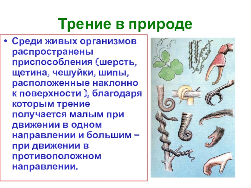 Трение в природе 7 класс физика. Трение в живых организмах. Сила трения в живых организмах. Силы трения и сопротивления в живых организмах.