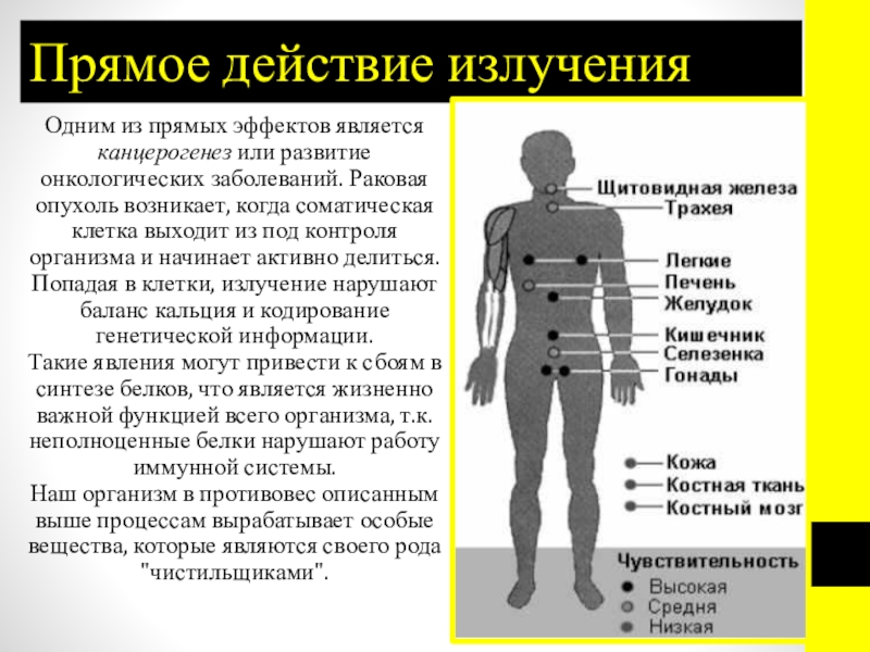 Влияние радиации на организм человека презентация по физике