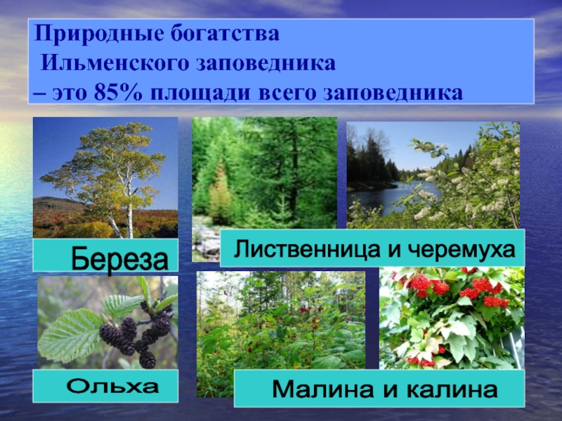 Природные богатства  Ильменского заповедника  – это 85% площади всего заповедникаБереза Лиственница и черемуха Ольха Малина