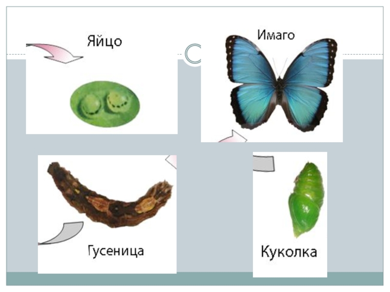 Яйцо гусеница куколка бабочка